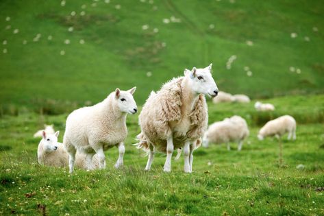 American Miniature Brecknock Sheep Breed Information, History & Facts Sheep Breeds, Factory Farming, Glossy Hair, Hair Cover, History Facts, Sheep, Miniatures, Black And White, History