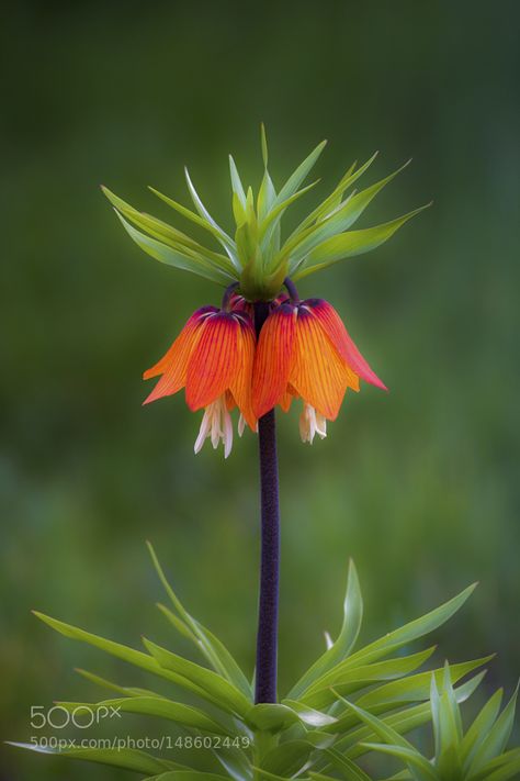 Fritillaria Imperialis, Beautiful Flowers Images, Blossom Garden, Unusual Plants, Unusual Flowers, Airbrush Art, Art Flowers, Jolie Photo, Rare Plants