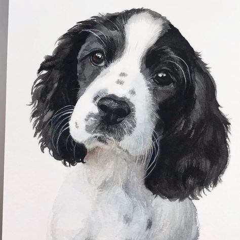 Emily Olson on Instagram: “English Springer Spaniel puppy, 5x7” on Fabriano Artistico 140lb cold pressed paper, @richeson #greymattersbrushes and…” Springer Puppies, Springer Spaniel Puppy, English Springer Spaniel Puppy, Black Cocker Spaniel, Springer Spaniel Puppies, Spaniel Art, Custom Pet Painting, Dog Grooming Business, Springer Spaniels