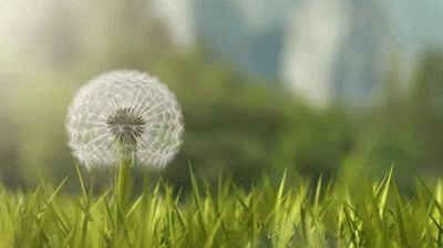 Dandelion GIF - Dandelion - Discover & Share GIFs Dust In The Wind, Katniss And Peeta, Dandelion Wish, Flowers Gif, Dandelion Flower, Nature Gif, Aesthetic Gif, Land Art, Most Romantic