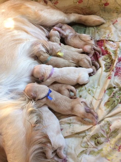 Golden Retriever Newborn, Puppies Newborn, Newborn Puppy, Dog Breeding, Newborn Puppies, Fun Sized, Golden Retriever Puppy, Dog Breeds, Golden Retriever