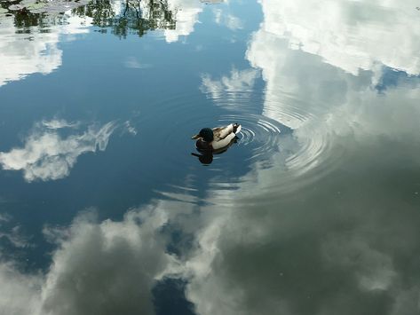 Duck, Heaven, Reflection, Water, Shine, Reflections Clouds Reflected In Water, Cloud Reflection On Water, Boat Reflections In Water, Water Ripple Reflection, Bird Reflection In Water, Sunrise Reflection On Water, Bald Eagle, Free Photos, Stock Images Free