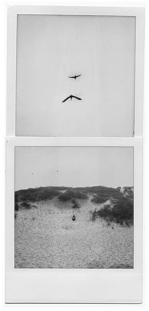 Photos Of Birds, Polaroid Photography, Instant Photography, Black And White Photos, Polaroid Pictures, White Photos, Black And White Photographs, Photography Inspo, Black And White Photography