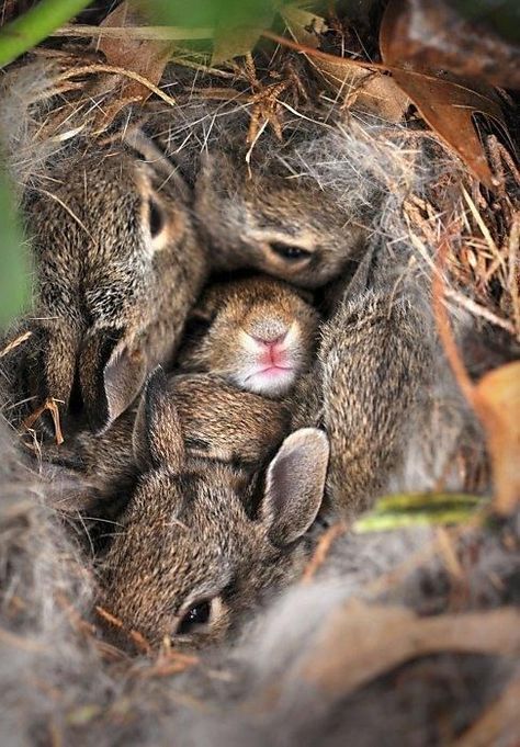 Cheezburger.com - Crafted from the finest Internets. Bunny Cuddle, Baby Rabbits, Baby Buns, Bunny Bunny, Cozy Nest, Bunny Lovers, Chinchillas, Beltane, Appaloosa