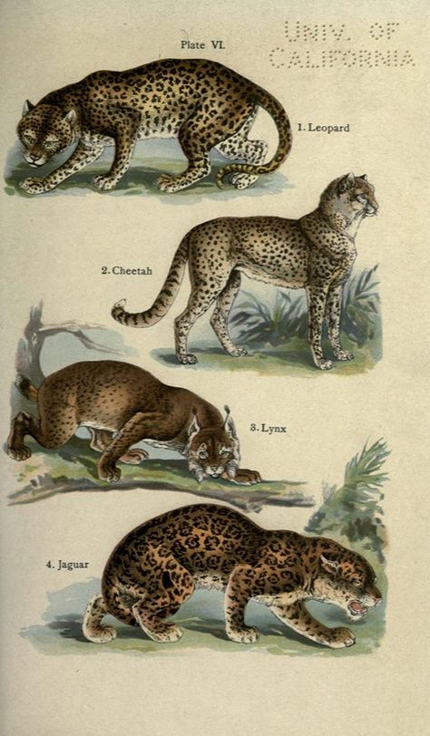 Vintage Cheetah Illustration, Big Cats Art, Scientific Illustration, Illustration Vintage, Prehistoric Animals, Botanical Drawings, Zoology, Nature Illustration, Leopards