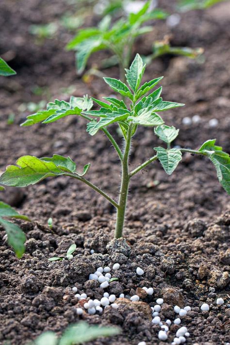 The Best Fertilizer For Tomatoes And Proper Application Tips! Fertilizer For Tomatoes, Tomato Fertilizer, Garden Remedies, Organic Tomatoes, Soil Testing, Soil Ph, Tomato Garden, Liquid Fertilizer, Soil Health