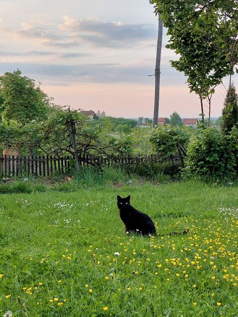 black cat sitting on the grass Cottagecore Black Cat, Cat Sitting Aesthetic, Cat In Grass Aesthetic, Cat Outside Aesthetic, Sitting In Grass Aesthetic, Cat Scenery, Cat In Field, Cat Cottagecore, Cottage Core Cat