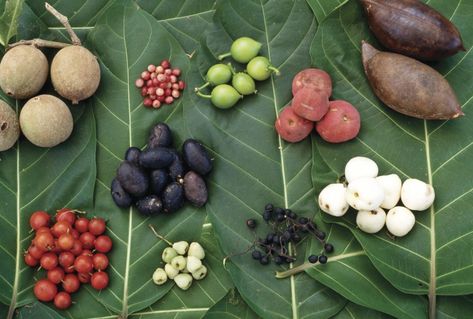 Guide to bush tucker - fruit & berries Aboriginal Food, Bush Tucker, Native Foods, Edible Seeds, Australian Plants, Native Australians, Permaculture Gardening, Australian Food, Australian Native Plants