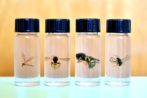 Insect Preservation, Preserving Insects, Taxidermy Diy, Entomology Decor, Bug Taxidermy, Different Bees, Borax Crystals, Insect Unit, Mad Scientists