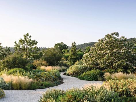 Garden In Italy, Citrus Garden, Lush Landscape, Mediterranean Plants, New Garden, California Landscape, Italian Garden, Mediterranean Garden, Native Garden