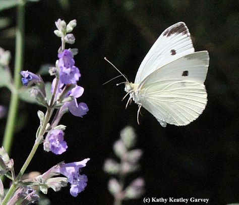 Cabbage White Butterfly, Cabbage Butterfly, Moth Fly, Butterfly Wrist Tattoo, Butterflies Flying, Butterfly Pictures, A Bug, Airbrush Art, Miss America