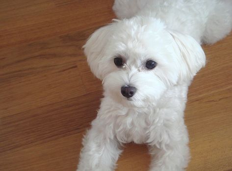 The Maltichon is one of the small sized, pure white dog types with medium to longer hair in a single coat. The coat of this hybrid canine, a cross between a Maltese and a Bichon Frise, is somewhat wavy to slightly curly in appearance if left long and natural. Letters M, Maltese Puppies For Sale, Dog Breeds List, Dog Haircuts, Bichon Frise Dogs, Hybrid Dogs, Companion Dog, Maltese Puppy, Maltese Dogs