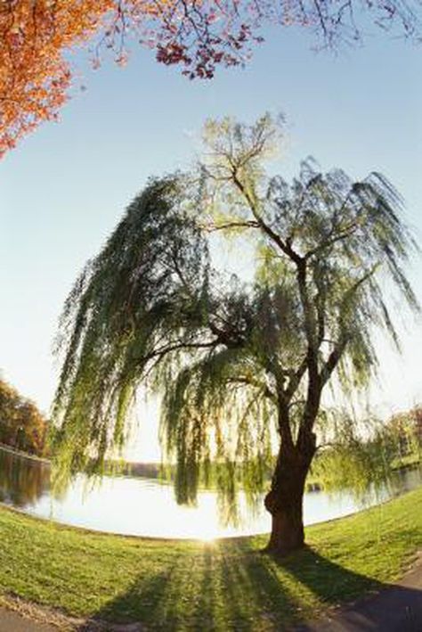 Many common landscape trees have shallow root systems. The roots of these type of trees go down only 4 to 8 inches into the ground. Shallow roots are even visible above the ground. Visible roots, or surface roots, may become a nuisance in a yard. They present tripping hazards and damage sidewalks... Willow Tree Tattoos, Willow Trees, Willow Leaf, Ozark Mountains, Ornamental Trees, Tree Roots, Tree Drawing, Tree Tattoo, Willow Tree