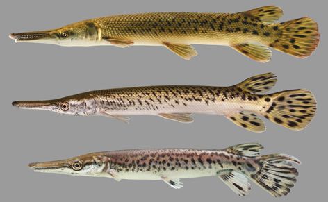 The alligator gar has a broad snout and two rows of teeth on the upper jaw. Learn more about this member of the gar family in this online Florida freshwater fish guide! #FamilyLepisosteidae #FloridaFish #Fishing #FreshwaterID #FishID Asian Sheepshead Fish, Alligator Gar Fish, Fish With Teeth, Gar Fish, Prehistoric Fish, Fish Reference, Fish Chart, River Fish, Fish Gallery