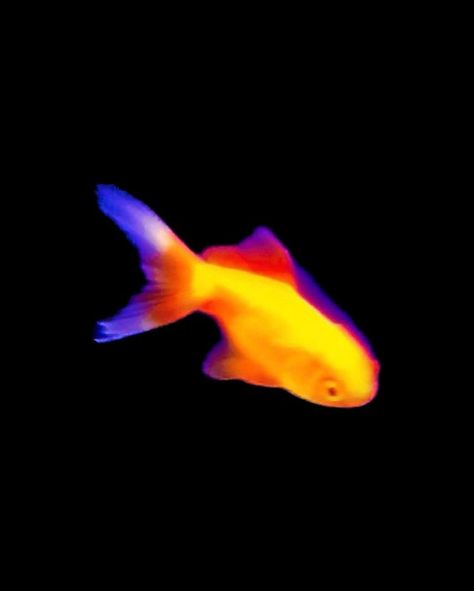 Thermal Widgets, Infrared Painting, Thermal Wallpaper, Thermal Photography, Thermal Drawing, Thermal Art, Thermal Image, Fish Icon, Yellow Fish