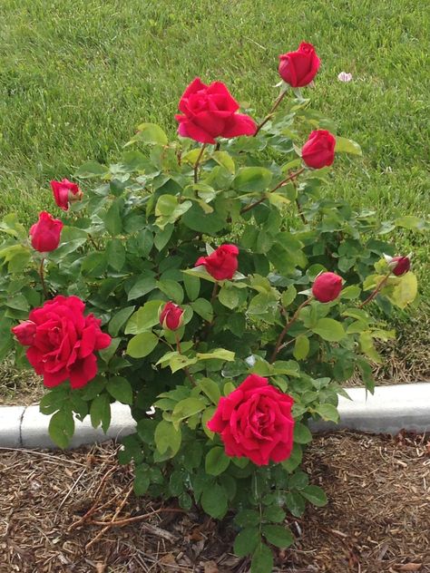 First bloom of red rose bush! I think it likes my spring rose food recipe! Red Rose Bush, Rose Food, Leaf Paintings, Spring Rose, Rose Recipes, Fragrant Roses, Spring Roses, Gold Leaf Painting, Rose Bush