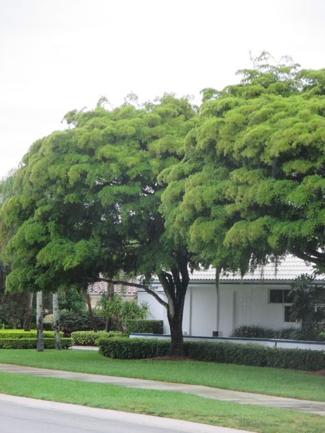 Shady Lady Tree - hardy, larger canopy tree      Universal Landscape, Inc.  www.universaldevgroup.com Canopy Trees, Canopy Glass, Lovely Landscapes, Portable Canopy, Deck Canopy, Canvas Canopy, Beach Canopy, Nursery Canopy, Canopy Architecture