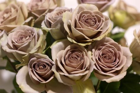 amnesia rose wedding bouquet - Google Search Florals For Wedding, Amnesia Rose, Brown Roses, Roses And Peonies, Flower Stock, Rose Wedding Bouquet, Chinese Garden, Flower Names, Lavender Roses