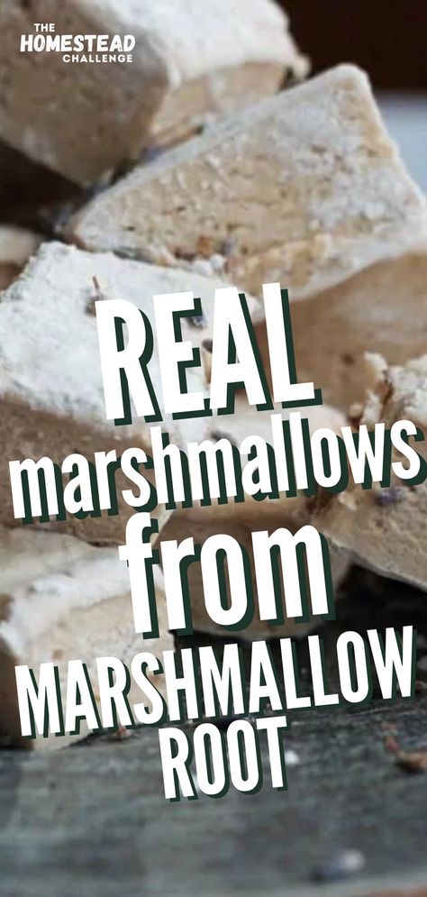 Marshmallow Made With Marshmallow Root, Homemade Marshmallows With Mallow Root, Marshmallow From Marshmallow Root, Diy Marshmallows With Marshmallow Root, Marshmallow With Marshmallow Root, Homemade Marshmallows Recipe, Marshmallow Root Marshmallow Recipe, Marshmallow Recipe With Marshmallow Root, Homemade Chocolate Covered Marshmallows