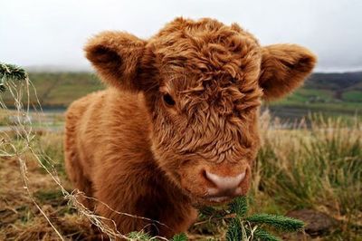 BABY CURLY COW! Mini Cows, Baby Highland Cow, Scottish Highland Cow, Fluffy Cows, Brown Cow, Highland Cattle, Baby Animals Pictures, Cow Calf