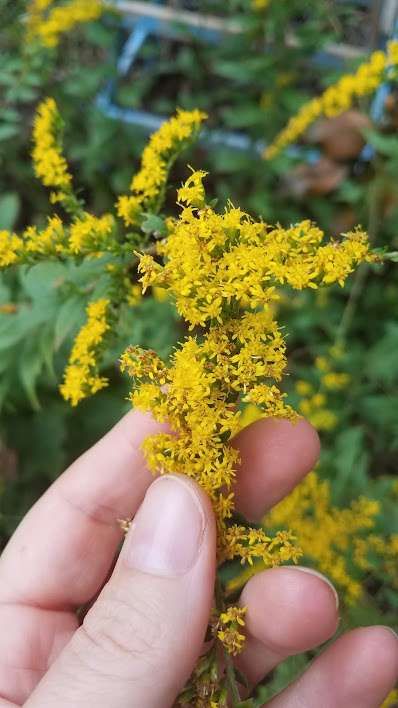 Goldenrod Infused Honey, Goldenrod Jelly Recipe, Golden Rod Uses, Golden Rod Tincture, Goldenrod Recipe, Goldenrod Honey, Goldenrod Tincture, Foraging Plants, Benefits Of Raw Honey