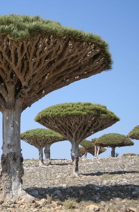 Socotra Island Yemen, Dracaena Cinnabari, Socotra Island, World Places, Dragon Blood Tree, Weird Trees, Sequoia Tree, Socotra, Courtyard Gardens Design