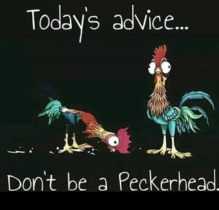 Found on America’s best pics and videos Rooster Sayings, Funny School Stories, Senior Humor, Happy Day Quotes, Funny Day Quotes, Happy Birthday Quotes Funny, Funny Quotes For Teens, Snapchat Funny, Chicken Humor