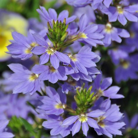 SCAEVOLA nitida Seed Raising, Coastal Gardens, Seed Catalogs, Types Of Soil, Small Trees, Natural Environment, Permaculture, Garden Beds, Garden Plants