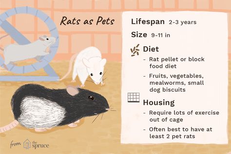 Pet Rat Tips, Rat Facts, Rat Care, Pet Rodents, Baby Rats, Pet Rat, Pet Mice, A Rat, Cute Rats