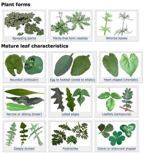 Tree Identification Chart, Morning Glory Plant, Mulch Landscaping, Tree Identification, Garden Weeds, Plant Images, Wild Edibles, Plant Identification, Parts Of A Plant