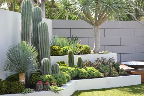 Tropical Cactus Garden, Modern Desert Landscaping Backyards, Landscape Design Desert, Desert Planter Boxes, Backyard Desert Landscape Ideas, Agave And Cactus Landscaping, Cactus Pool Landscaping, Desert Planting Design, Cactus Backyard