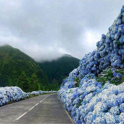 São Miguel, Açores, Portugal on Instagram: “🔵 Follow for daily posts of São Miguel Island!🇵🇹👍🇵🇹/ COMMENT WHO YOU WOULD TAKE HERE🇵🇹 / 📸: @beauty_voyaged_luna #saomiguel #portugal…” Azores Portugal, Portugal Vacation, São Miguel Island, Portugal Wedding, Algarve, Dream Destinations, Beautiful Destinations, Travel Dreams, Hydrangea