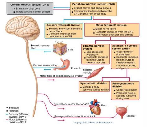 Anatomi Dan Fisiologi, Nervous System Anatomy, Sistem Saraf, Peripheral Nervous System, Study Biology, Sensory Motor, Nerve Fiber, Spinal Nerve, Cranial Nerves