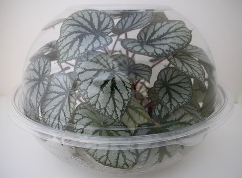 Using Bowls to Make a Terrarium - Buxton Begonia Begonia Terrarium, Begonia Species, Hobbit Garden, Make A Terrarium, Party Bowls, Landscape Structure, Landscape Model, Terrarium Plants, Glass Terrarium