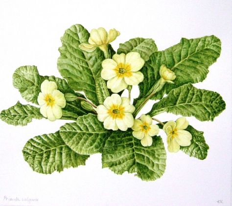 Primula Vulgaris, Kate Green, Botanical Drawing, Flower Drawing Tutorials, Floral Drawing, Flower Paintings, Botanical Watercolor, Botanical Painting, Flower Background Wallpaper