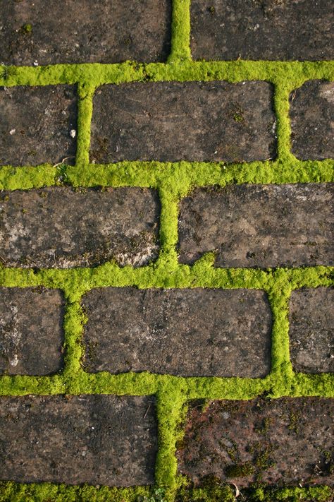 Moss On Brick Wall, Athelhampton House, Moss House, Moss Graffiti, Garden Nook, Brick Path, Brick Garden, Stone Walkway, Moss Wall Art