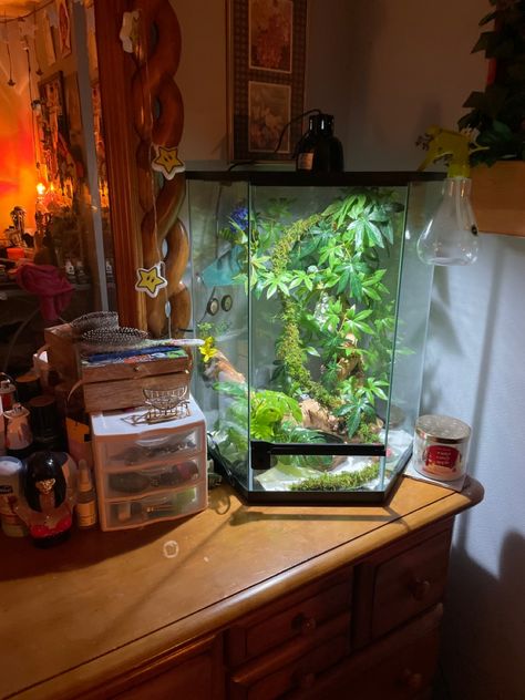 slowly adding more into his cage 🐸 Scandinavian Japanese Interior Design, Frog Tank Ideas, Frog Setup, Scandinavian Japanese Interior, Leo Core, Frog Enclosure, Frog Habitat, Frog Terrarium, Frog Tank