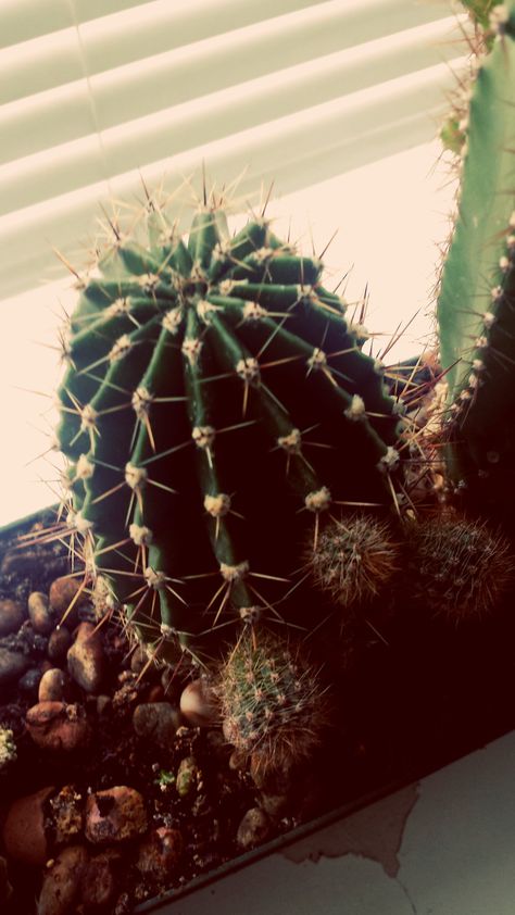 Cacti. Panevezys. Lithuania. 27 Oct'15 Panevezys Lithuania, Lithuania, How To Dry Basil, Christmas Wreaths, Cactus, Herbs, Holiday Decor, Christmas