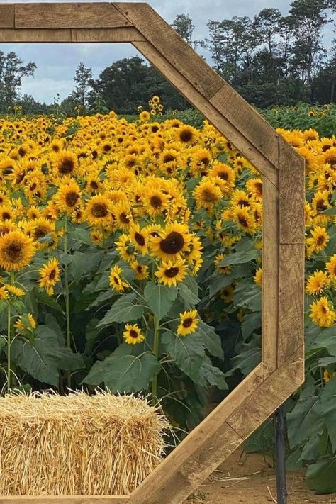 Sunflower Festival Ideas, Farm Photo Backdrop, Sunflower Field Props, Photo Frame Backdrop, Sunflower Festival, Frame Backdrop, Hexagon Photo, Floral Farm, Sunflower Farm