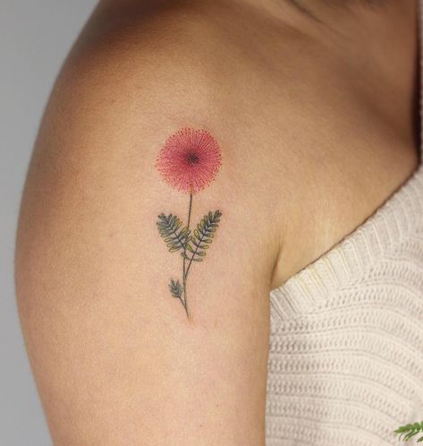 Hannah Kang🇰🇷 on Instagram: “Mimosa pudica for Aubrey’s first tattoo! Thanks for bringing the plant for me 💕” Mimosa Plant Tattoo, Mimosa Pudica Tattoo, Mimosa Tree Tattoo, Mimosa Flower Tattoo, Mimosa Plant, Mimosa Pudica, Pink Mimosa, Mimosa Tree, Mimosa Flower