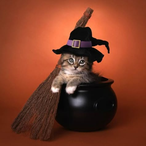 Pet Photoshoot Ideas, Cat Photo Ideas, Kids Party Props, Flying With Pets, Cat Photoshoot, Pet Photoshoot, Halloween Photo Props, Halloween Pets, Witch Props