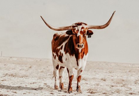 Vintage Western Aesthetic Wallpaper, Longhorn Aesthetic, Long Horn Aesthetic, Steer Photography, Longhorn Background, Long Horn Pictures, Longhorn Photography, Longhorn Cow Picture, Cows Wallpapers Desktop