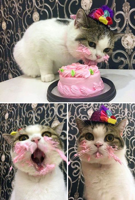 Cat Birthday Funny, Birthday Kitty, Birthday Cake For Cat, Happy Birthday Cat, Birthday Cat, Foster Kittens, Little Kittens, Cat Birthday, Funny Cat Pictures