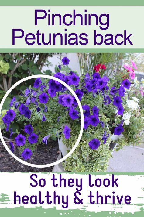 How to fix leggy petunias. Makes your whole plant look healthy and thriving. Petunia Planter, Doorway Ideas, Petunia Care, Flower Pot Arrangements, Backyard Planters, Pot Arrangements, Wave Petunias, Petunia Plant, Petunia Flower