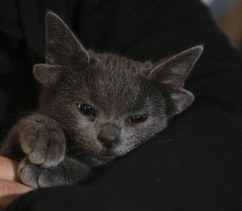 Russian Blue Kitten, Cat Medicine, Have A Nice Week, Genetic Mutation, Kitten Rescue, Adorable Kitten, Russian Blue, Funny Cute Cats, Weird Animals