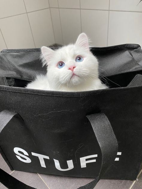 white cat blue eyes in bag hiding catwallpaper #whitecat #catblueeyes #cutecats #catwallpaper White Cat Blue Eyes, Han Aesthetic, Blue Eyes Aesthetic, F1 Wag, Jumin Han, Black Attire, Cat Hiding, Aesthetic Cat, Cat Pictures