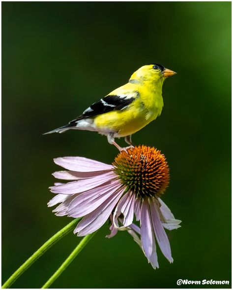 Goldfinch Bird, American Goldfinch, Xmas Art, Photo Exhibit, Song Birds, Foxes Photography, Bird Photos, Mural Ideas, Exotic Animals