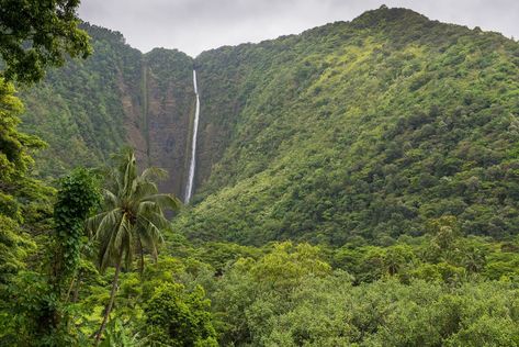 Waipio Valley, Kings Hawaiian, Famous Waterfalls, Cascade Waterfall, Valley Of The Kings, Hawaii Island, Beautiful Waterfalls, Big Island, Stunning View