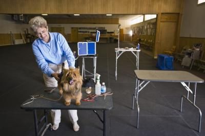 Great diy grooming table ideas Diy Grooming Table, Dog Grooming Table, Grooming Table, Long Or Short Hair, Wire Crate, Dog Grooming Salons, Grooming Shop, Crate Cover, Grooming Salon