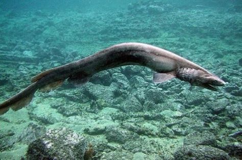 Frilled shark (Chlamydoselachus anguineus) - a deep sea shark which is most common at depths from 660 to 3,300 ft. Frilled shark is very primitive and moves its body like a eel Mysterious Sea Creatures, Cool Sea Creatures, Frilled Shark, Ugly Animals, Creature Marine, Living Fossil, Species Of Sharks, Deep Sea Creatures, Water Animals